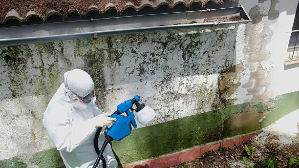 Trusted Black Mold Removal service in Highland Park, IL - Cheap Mold Removal